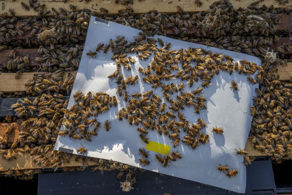 Honey bees sit on top of a Greenlight packet full of syrup at the hive of Beekeeper Barry Hart in Barwick, Georgia.