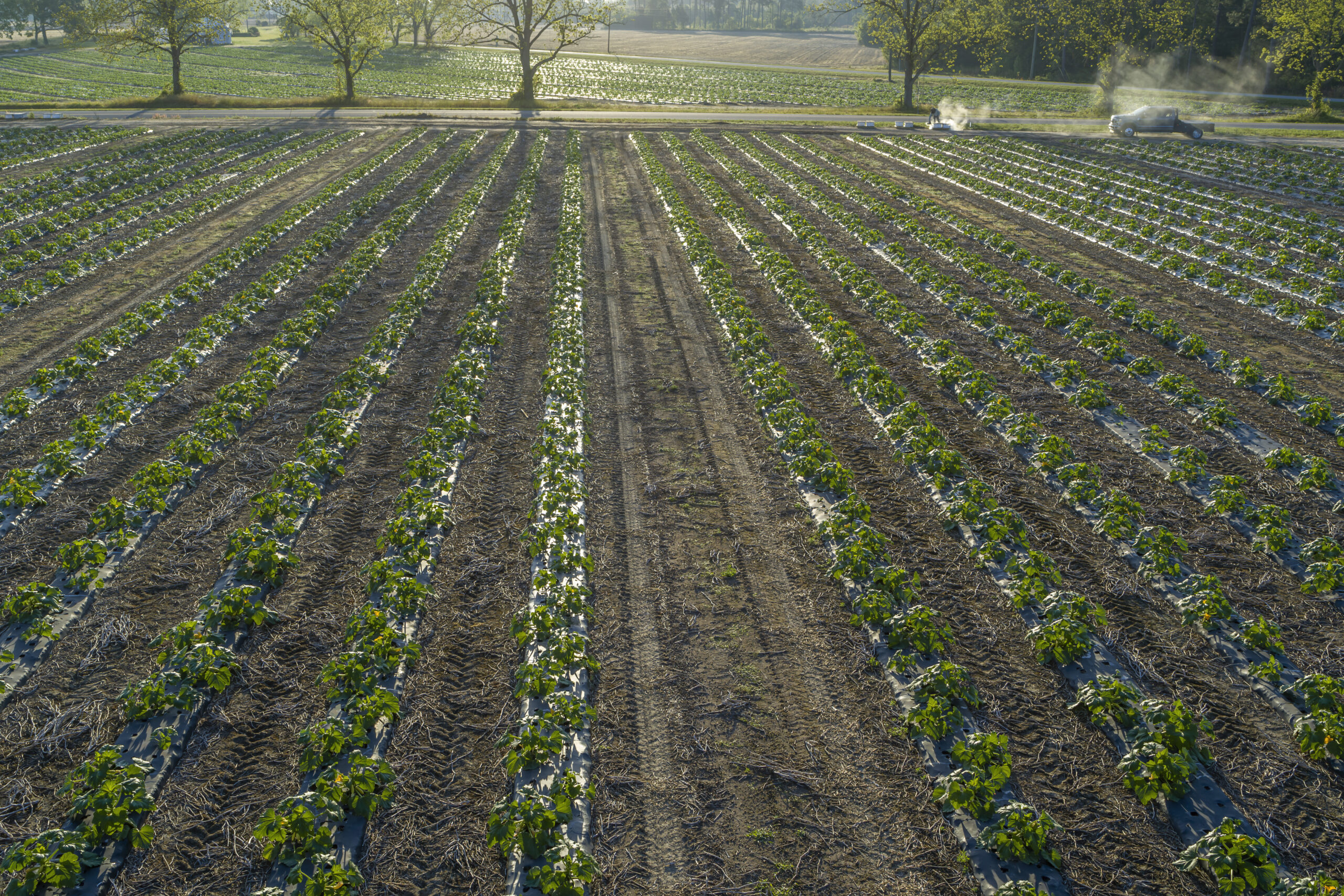 wide shot of rows of crops