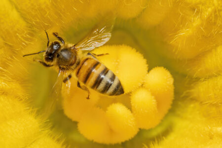 In the pipeline: protecting the honeybee