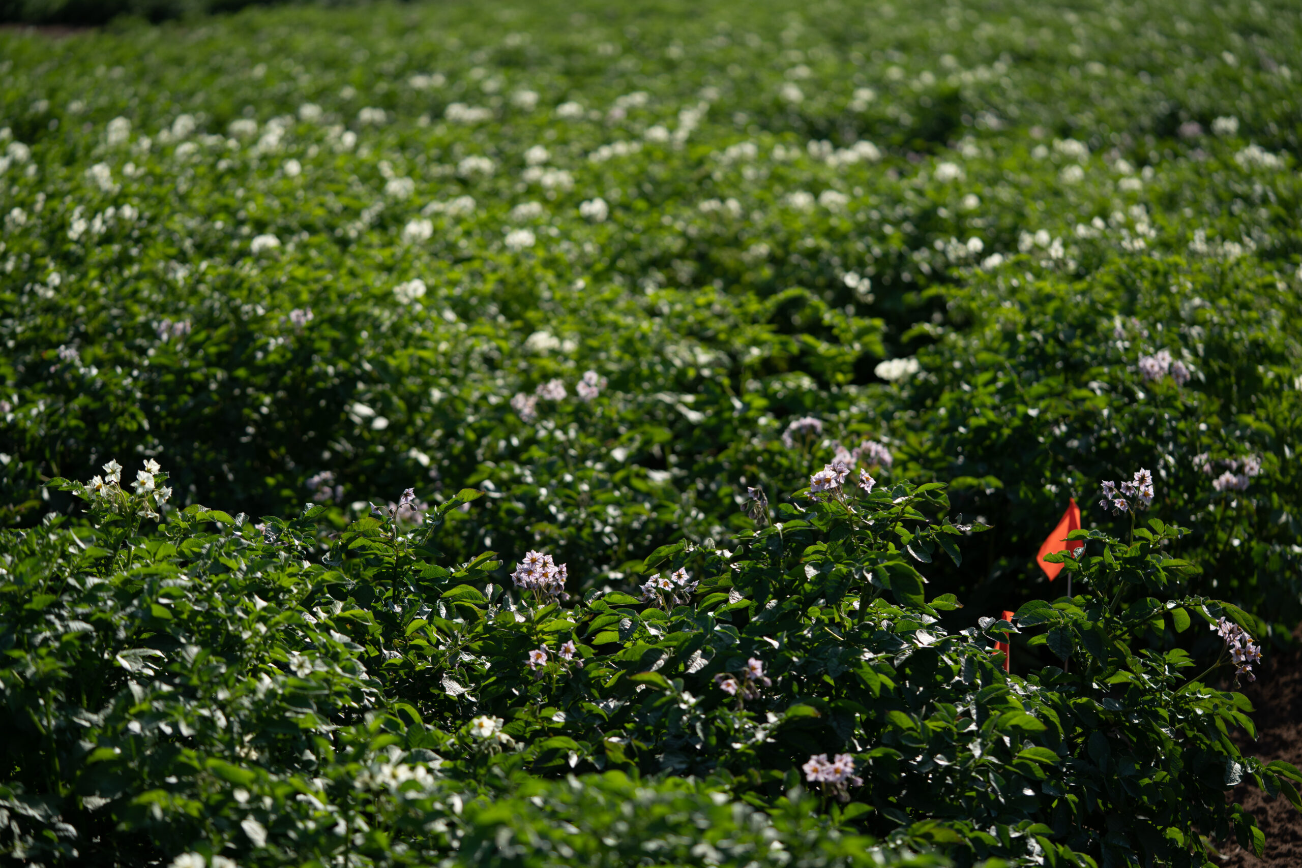 potato flowers in bloom on a field