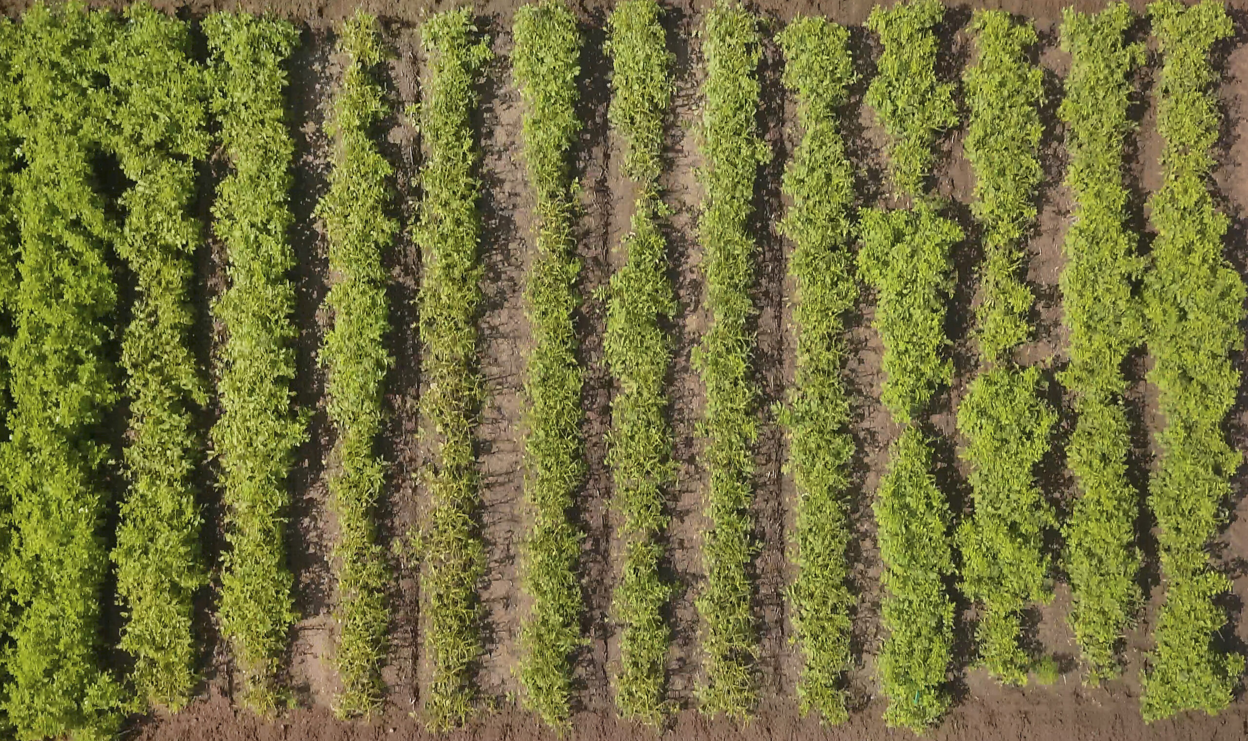 top down image of field
