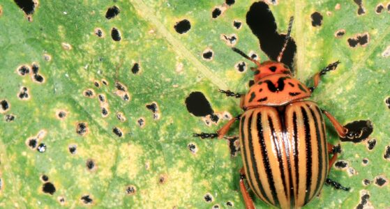 In the pipeline: Colorado potato beetle